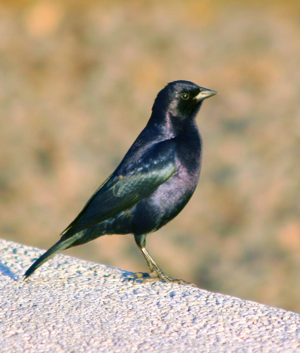 Bird watching at our estancia!